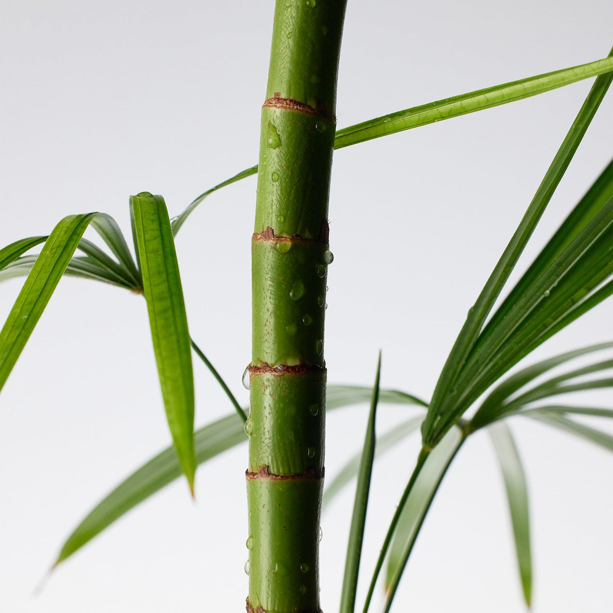 Mighty Bamboo Panthenol Cream – Moisturizing Skincare Cream